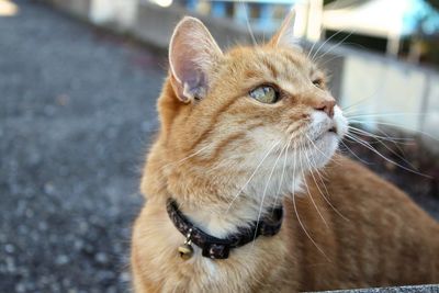 Close-up portrait of cat