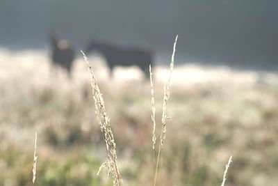 Close-up of plants on field