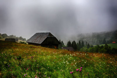Plants growing on field against sky