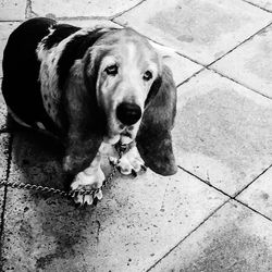 Close-up portrait of a dog