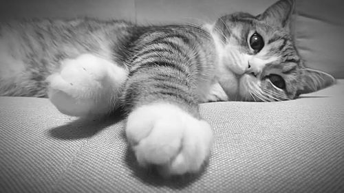 Close-up of cat lying on sofa