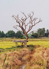 Tree on field against clear sky