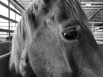 Close-up of horse