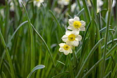 Close-up of white flowering plants