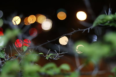 Close-up of illuminated plant at night