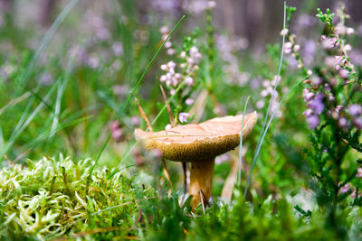 Close-up of mushroom growing on field