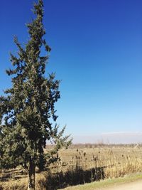 Trees on landscape against clear blue sky