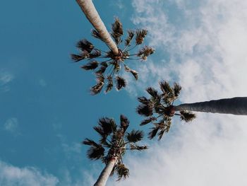 Low angle view of palm tree against sky