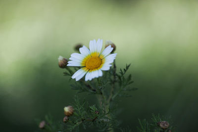 Close-up of white daisy flower