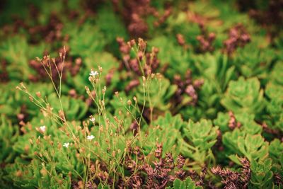 Close-up of flowering plant on field