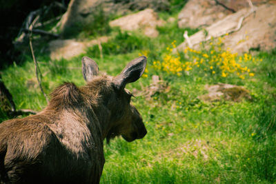 Moose standing on grassy field