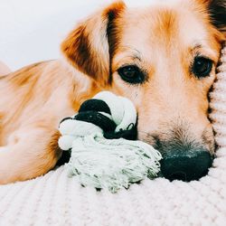 Close-up portrait of a dog