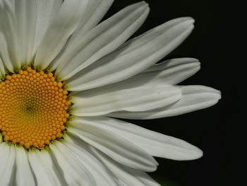 Close-up of daisy flower against black background