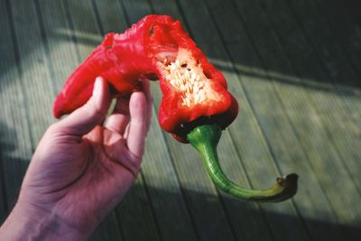 Close-up of hand holding red chili