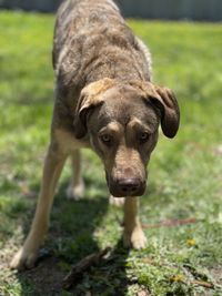 Portrait of dog on field