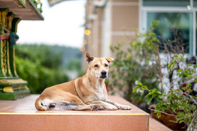 Portrait of a dog