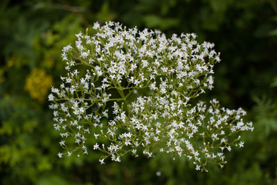 Close-up of flowers blooming outdoors