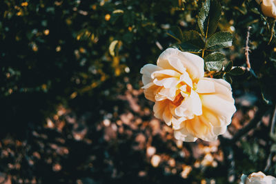 Close-up of white rose