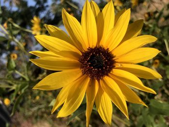 Close-up of yellow flower