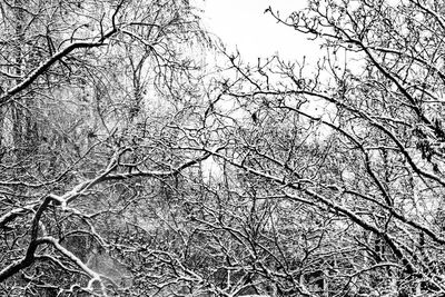 Low angle view of bare trees in the winter