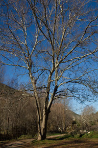 Bare tree on field against sky