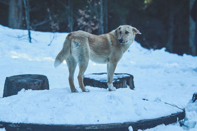 Dog standing on snow covered field