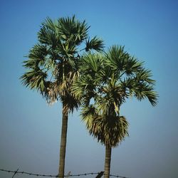 palm tree