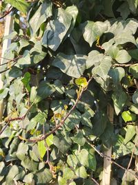 Close-up of green leaves