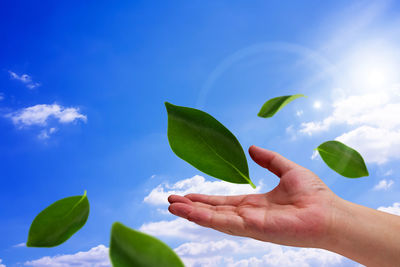 Cropped hand holding leaves against blue sky