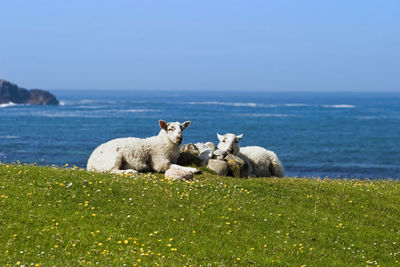View of sheep on sea shore
