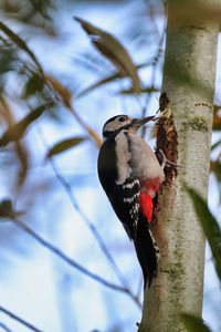 Low angle view of woodpecker perching on tree