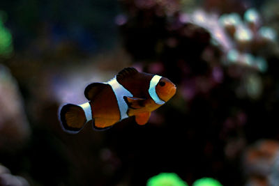 Close-up of fish swimming in aquarium