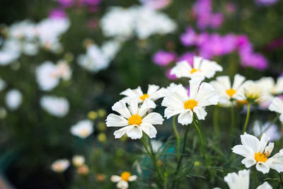 Close-up of white daisy flowers