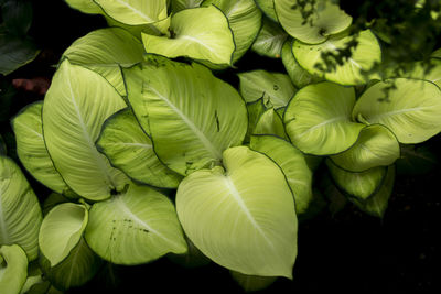 High angle view of green flowering plant