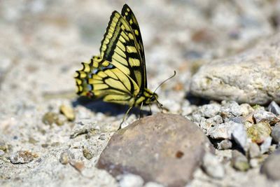 Close-up of butterfly perching on rock
