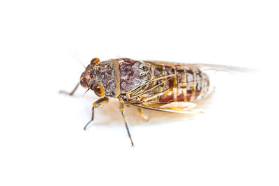 Close-up of fly on leaf over white background