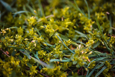 Close-up of yellow flowering plants on field