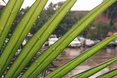 Close-up of grass growing on grassy field