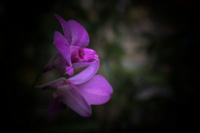 Close-up of purple crocus blooming outdoors