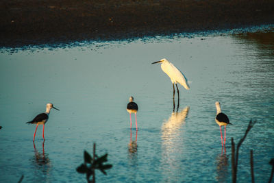 Birds perching on a lake