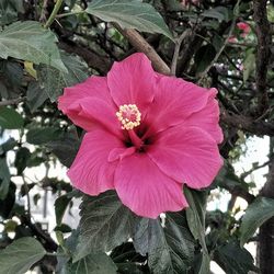 Close-up of pink hibiscus