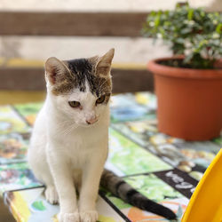 Close-up portrait of cat by potted plant
