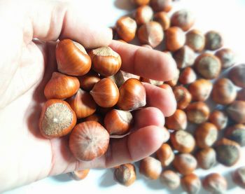 Close-up of hand holding hazelnuts