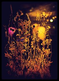 Close-up of flowers against sky during sunset