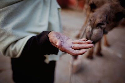 Midsection of man standing by camel on field