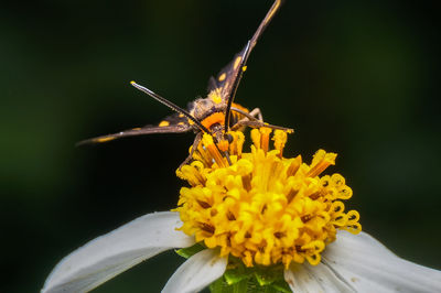 Close-up of insect pollinating on flower