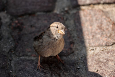 High angle view of bird perching on wall