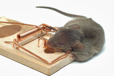 Close-up of a rat over white background