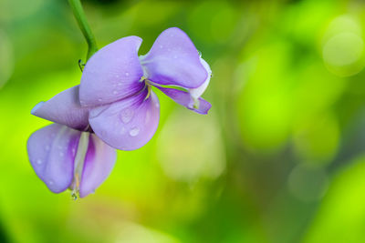 Close-up of wet purple flowering plant