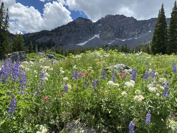 Scenic view of flowering plants and trees on field against sky